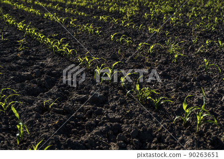 Green corn plants on a fertile field. Agricultural process. 90263651