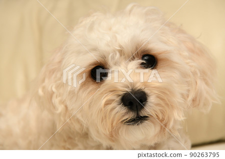 可愛的 maltipoo 在室內放鬆 90263795