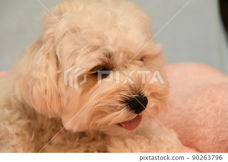 可愛的 maltipoo 在室內放鬆 90263796