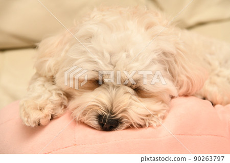 可愛的 maltipoo 在室內放鬆 可愛的 maltipoo 在室內放鬆 90263797