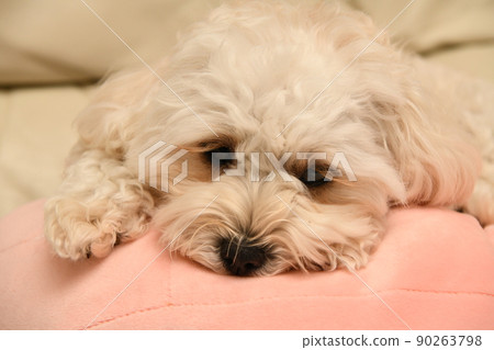 可愛的 maltipoo 在室內放鬆 可愛的 maltipoo 在室內放鬆 90263798