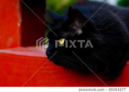 不孕不育黑毛剪耳或乾淨金眼區貓絕育手術-流浪貓和TNR活動 90263877