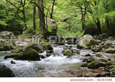 新鮮的綠色織田宮山谷 90263946