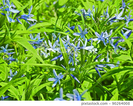 初夏在沼澤中綻放藍色薄瓣的 Amsonia elliptica 90264008