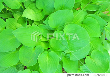 Perennial of the Asparagus family Radical leaf hosta Perennial of the Asparagus family Radical leaf hosta 90264012