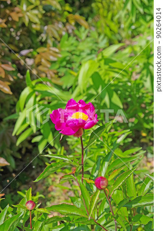 Large red-purple flower peony of the elegant flower peony family Large red-purple flower peony of the elegant flower peony family 90264014