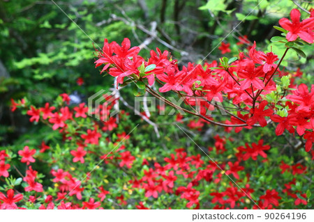 小田山山谷的杜鵑花 90264196