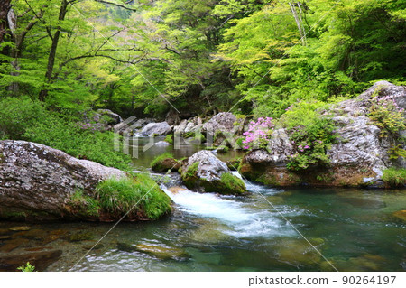 新鮮的綠色織田宮山谷 90264197