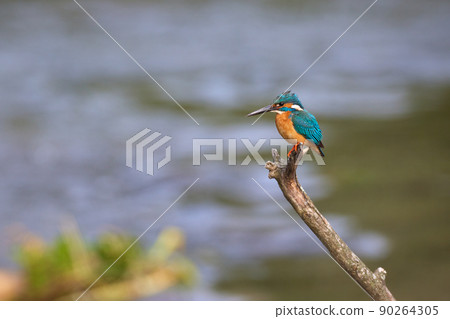 翠鳥_5 翠鳥_5 90264305