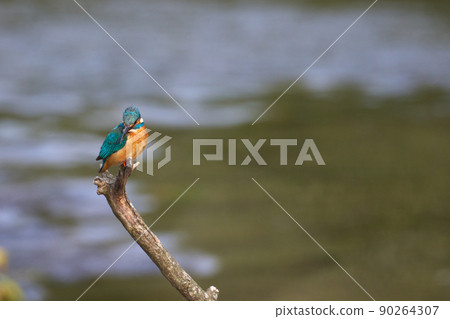 Kingfisher_6 90264307