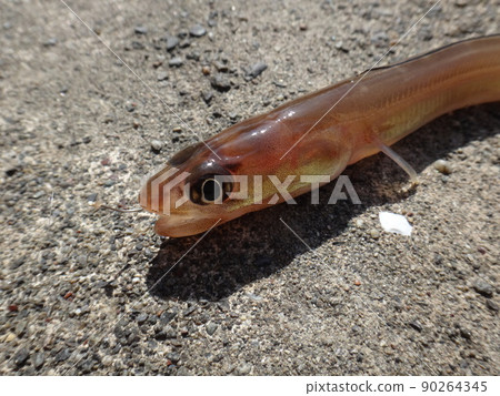 Ariosoma meeki caught on the embankment 90264345