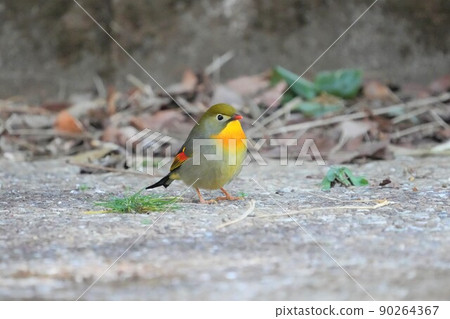 A cute and beautiful red-billed leopard that came out of nowhere and stopped in front of me A cute and beautiful red-billed leopard that came out of nowhere and stopped in front of me 90264367