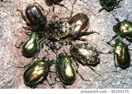 Ryukyu Tsuya Cetoniinae and Cetoniinae that collect in the sap Ryukyu Tsuya Cetoniinae and Cetoniinae that collect in the sap 90264370