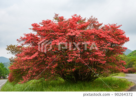 Azalea Azalea 90264372