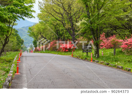 Straight road with azaleas Straight road with azaleas 90264373