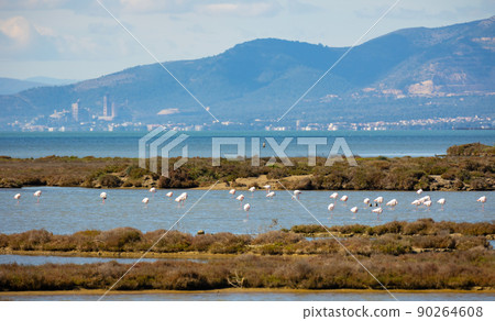 Flamingos in wetland of Ebro river Delta in springtime, Spain Flamingos in wetland of Ebro river Delta in springtime, Spain 90264608
