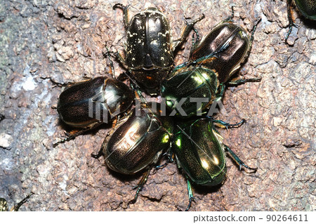 收集在樹液中的琉球 Tsuya Cetoniinae 和 Cetoniinae 收集在樹液中的琉球 Tsuya Cetoniinae 和 Cetoniinae 90264611