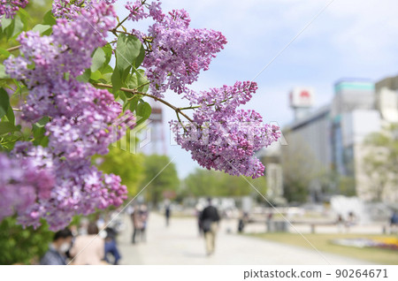 Lilac (+ TV Tower) in Sapporo Odori Park 90264671