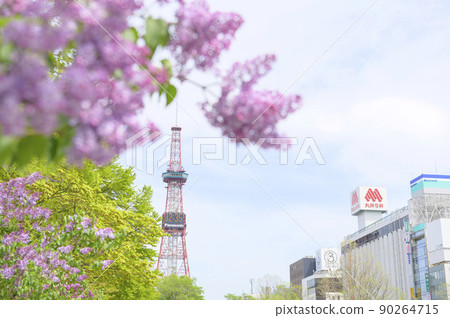 札幌大通公園的電視塔和丁香 90264715