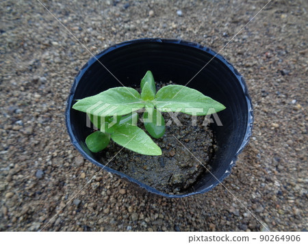 迷你向日葵 90264906