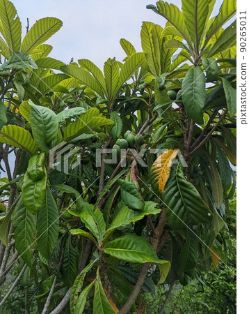 A native, still blue fruit loquat tree 90265011