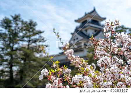 Kochi City, Kochi Prefecture The castle tower of Kochi Castle in the spring seen from Ninomaru 90265117