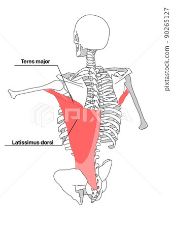 Human skeleton, latissimus dorsi and teres major muscle (English name) 90265127