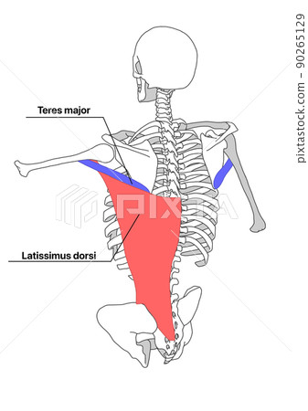 Human skeleton, latissimus dorsi and teres major muscle (color-coded, English name) 90265129