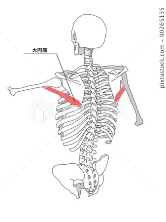 人體骨骼和小圓肌（日文名） 90265135