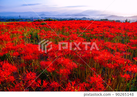 九本寺周圍盛開的孤挺花簇 90265148