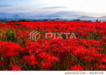 九本寺周圍盛開的孤挺花簇 90265149