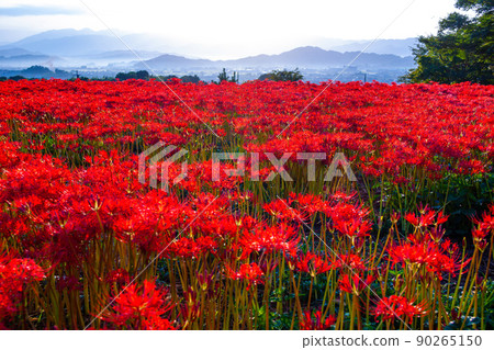 Cluster amaryllis blooming around Kuhonji Cluster amaryllis blooming around Kuhonji 90265150