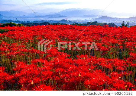 九本寺周圍盛開的孤挺花簇 90265152