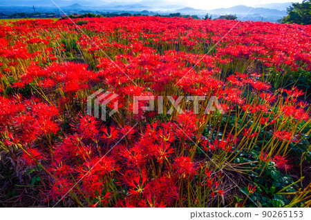 九本寺周圍盛開的孤挺花簇 90265153