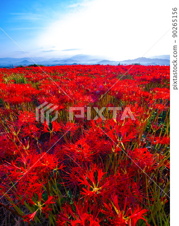 九本寺周圍盛開的孤挺花簇 90265156