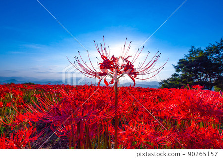 九本寺周圍盛開的孤挺花簇 90265157