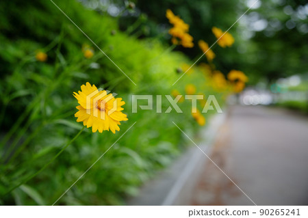 yellow cosmos flower ginseng chrysanthemum 90265241