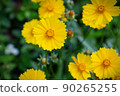 yellow cosmos flower ginseng chrysanthemum 90265255