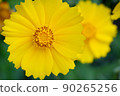yellow cosmos flower ginseng chrysanthemum 90265256
