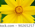 yellow cosmos flower ginseng chrysanthemum 90265257