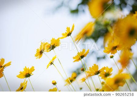 yellow cosmos flower ginseng chrysanthemum yellow cosmos flower ginseng chrysanthemum 90265258