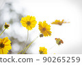 yellow cosmos flower ginseng chrysanthemum 90265259