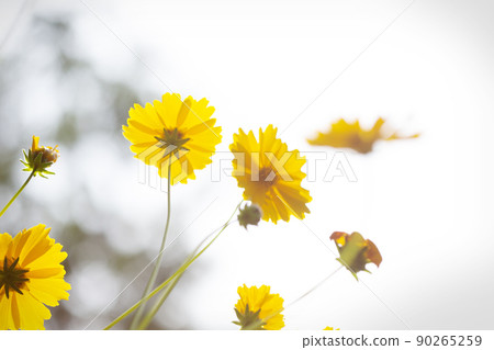 yellow cosmos flower ginseng chrysanthemum 90265259