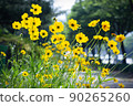 yellow cosmos flower ginseng chrysanthemum 90265260