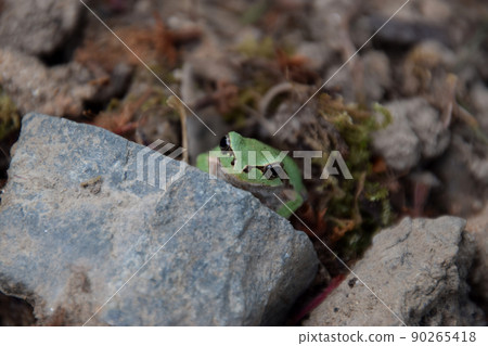 從冬眠中醒來的青蛙/從冬眠中醒來的樹蛙 從冬眠中醒來的青蛙/從冬眠中醒來的樹蛙 90265418