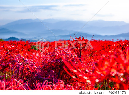 Cluster amaryllis blooming around Kuhonji 90265473