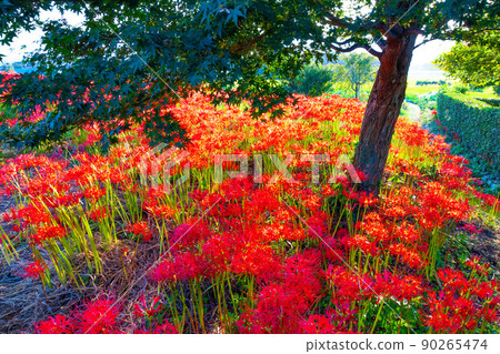 Cluster amaryllis blooming around Kuhonji 90265474