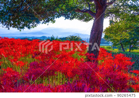 九本寺周圍盛開的孤挺花簇 九本寺周圍盛開的孤挺花簇 90265475