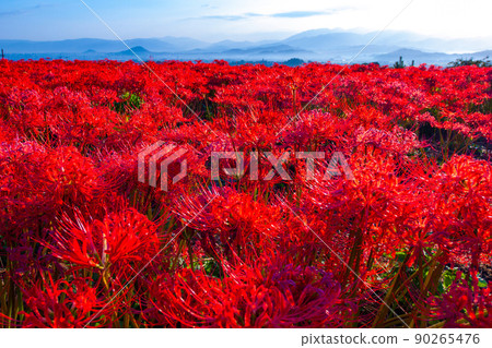 九本寺周圍盛開的孤挺花簇 90265476