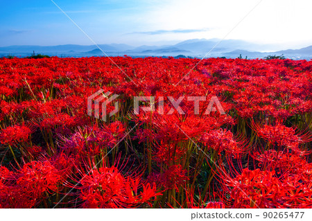 九本寺周圍盛開的孤挺花簇 90265477